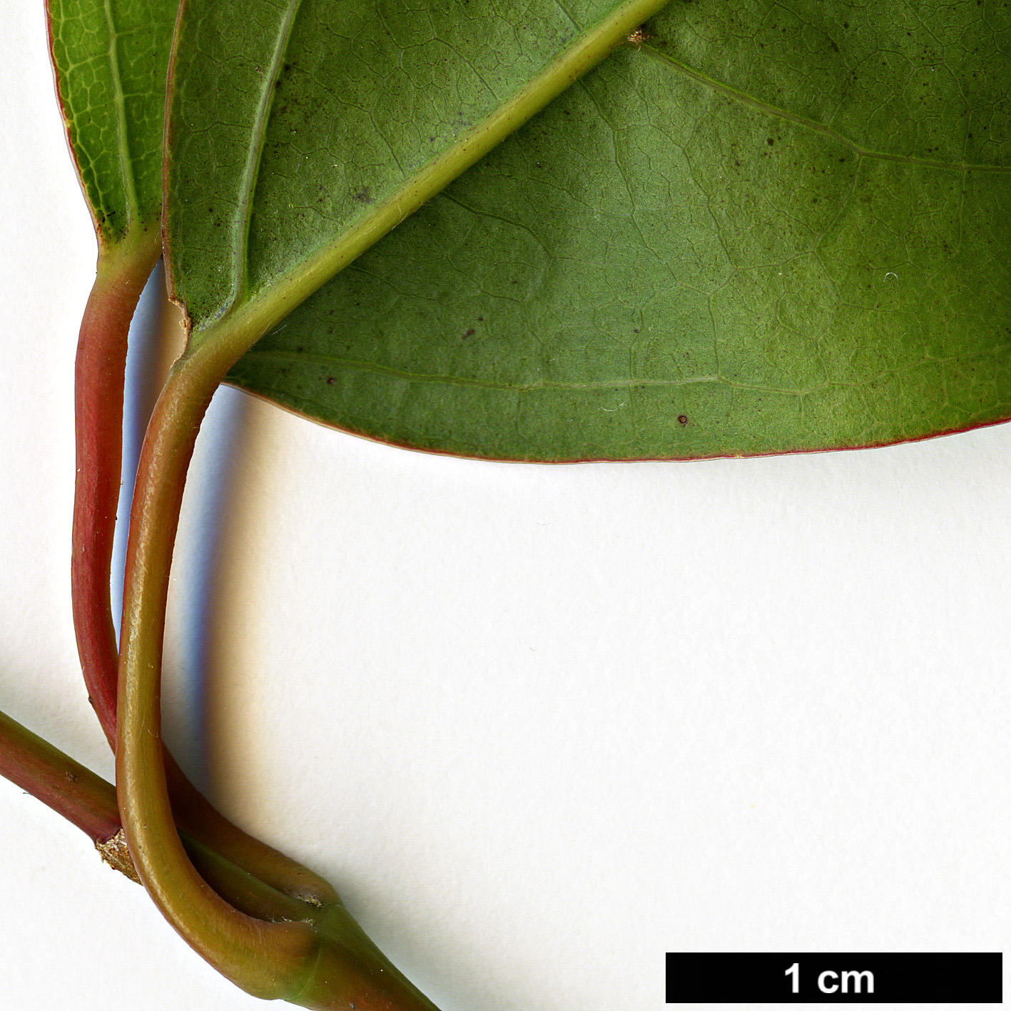 High resolution image: Family: Sapindaceae - Genus: Acer - Taxon: aff. laevigatum